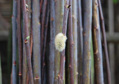 salix daphnoides